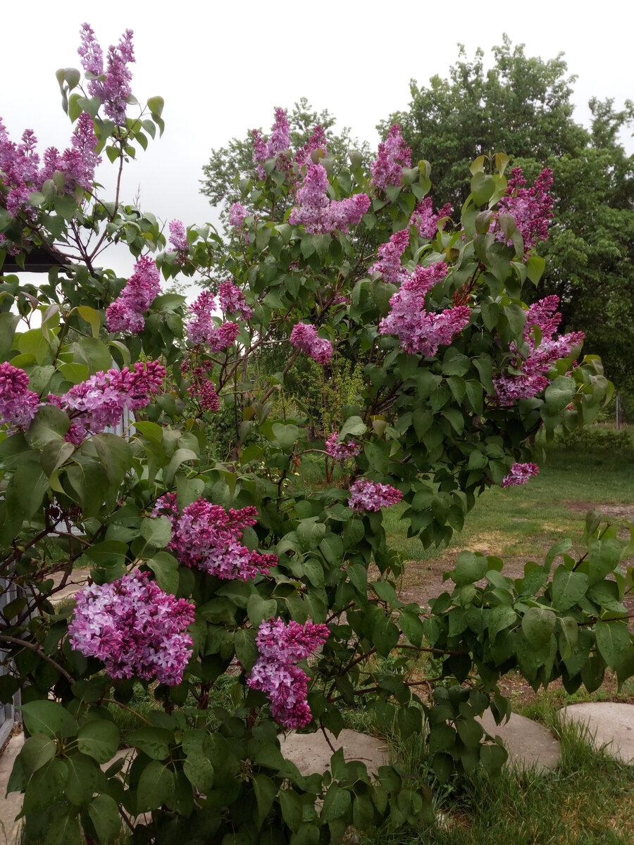 Это наша сирень. Еще не все соцветия на кисти распустились, но уже здесь на фото видно какие это прекрасные цветущие кусты.
