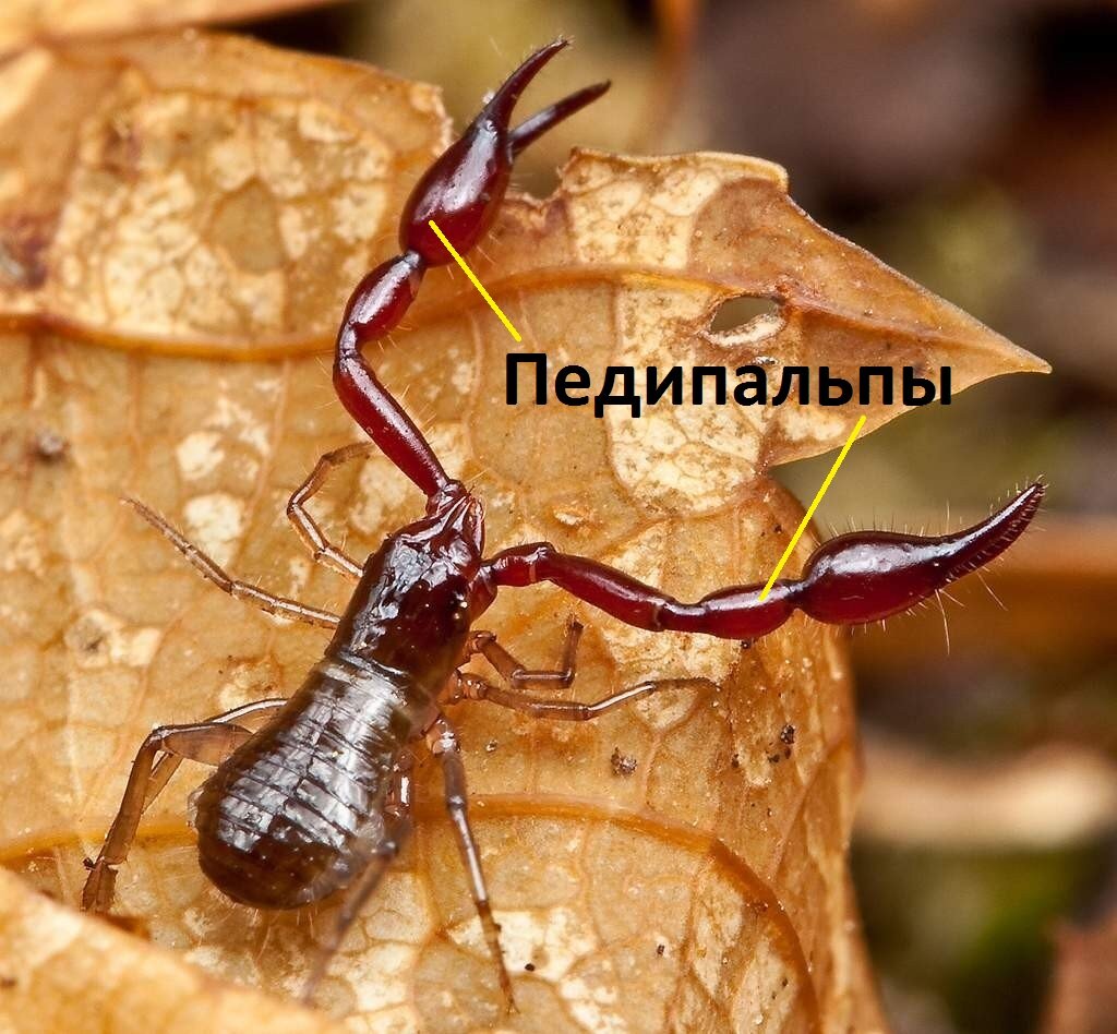 Ложноскорпион