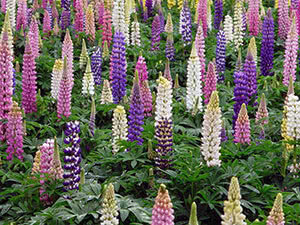Источник: https://water-vao.ru/garden_plants/lupin-posadka-i-uhod-v-otkrytom-grunte-vyrasivanie-opisanie-sortov-i-foto.html
