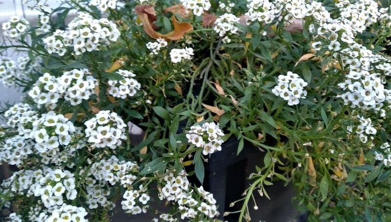  Алиссум цветет до самых морозов. Фото автора.