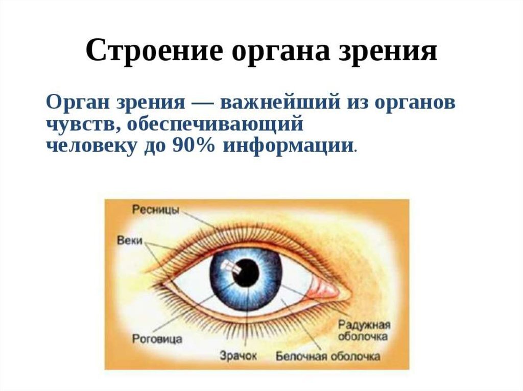 Глаз (ophthalmos oculus) - орган зрения, представляющий собой периферическую часть зрительного анализатора, в котором рецепторную функцию Орган зрения (organum visus) воспринимает световые раздражители . С их помощью осуществляется процесс восприятия окружающих предметов: размера, формы, цвета …