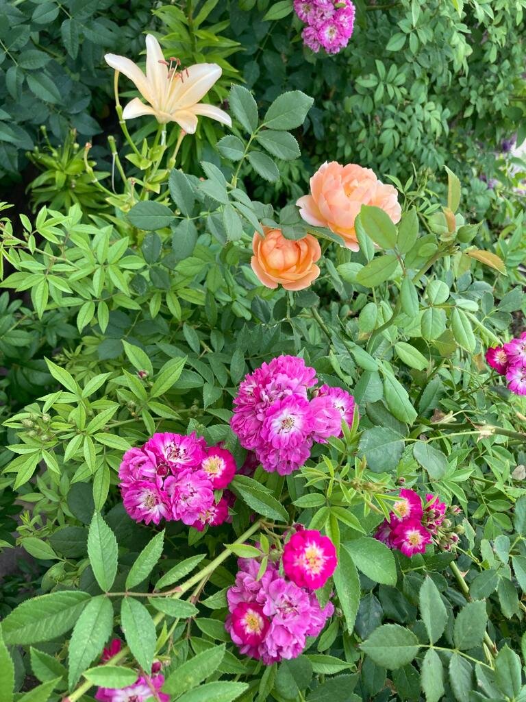 Плетистая роза Перениал Блю и шраб Леди оф Шалот дают прекрасную тень и очень ароматны