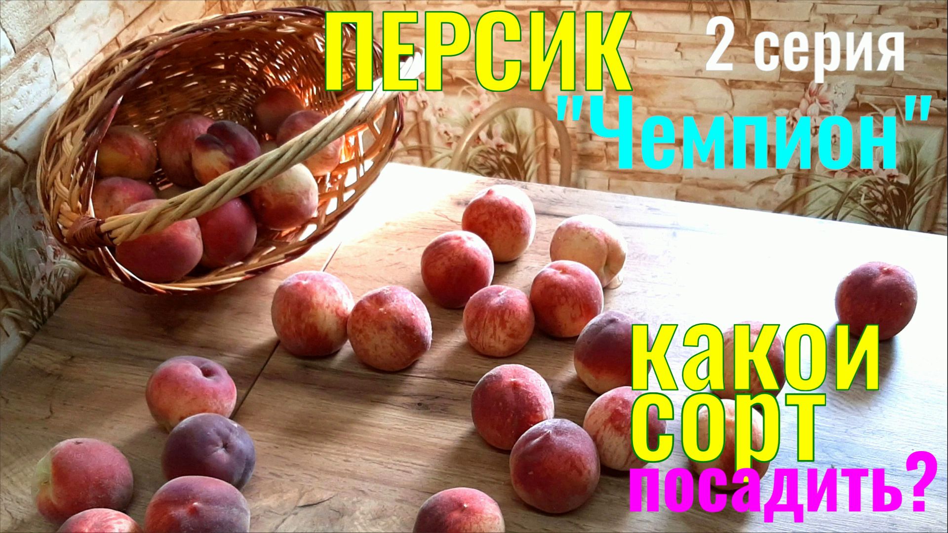ПЕРСИК Чемпион. Фильм 1. Какой Сорт Посадить? Какой Вкусный Сорт? ЧЕМПИОН -Чудо ПЕРСИК! \