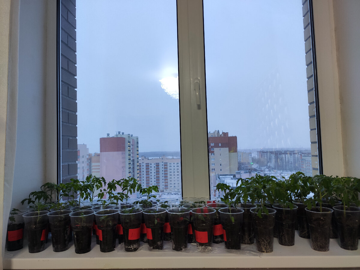 Думаю определить не составит труда, где рассада после работы с Атлетом