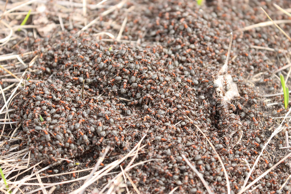 Муравейник 