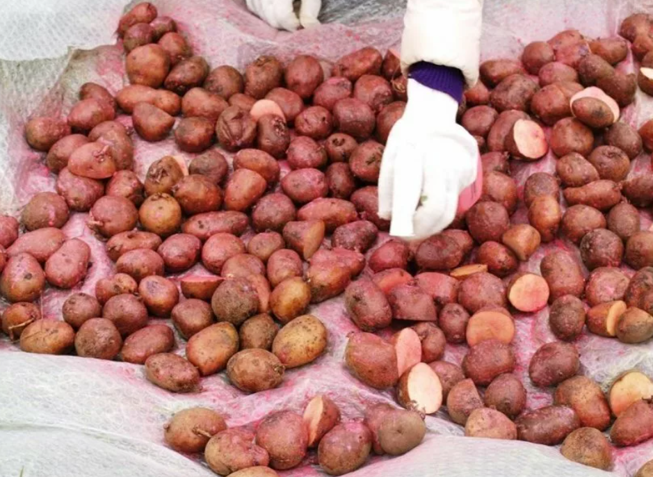 Можно ли обрабатывать картошку. Протравливание картофеля престижем. Картофель семенной обработанный. Обработка картофеля перед посадкой. Протравливание семян картофеля.