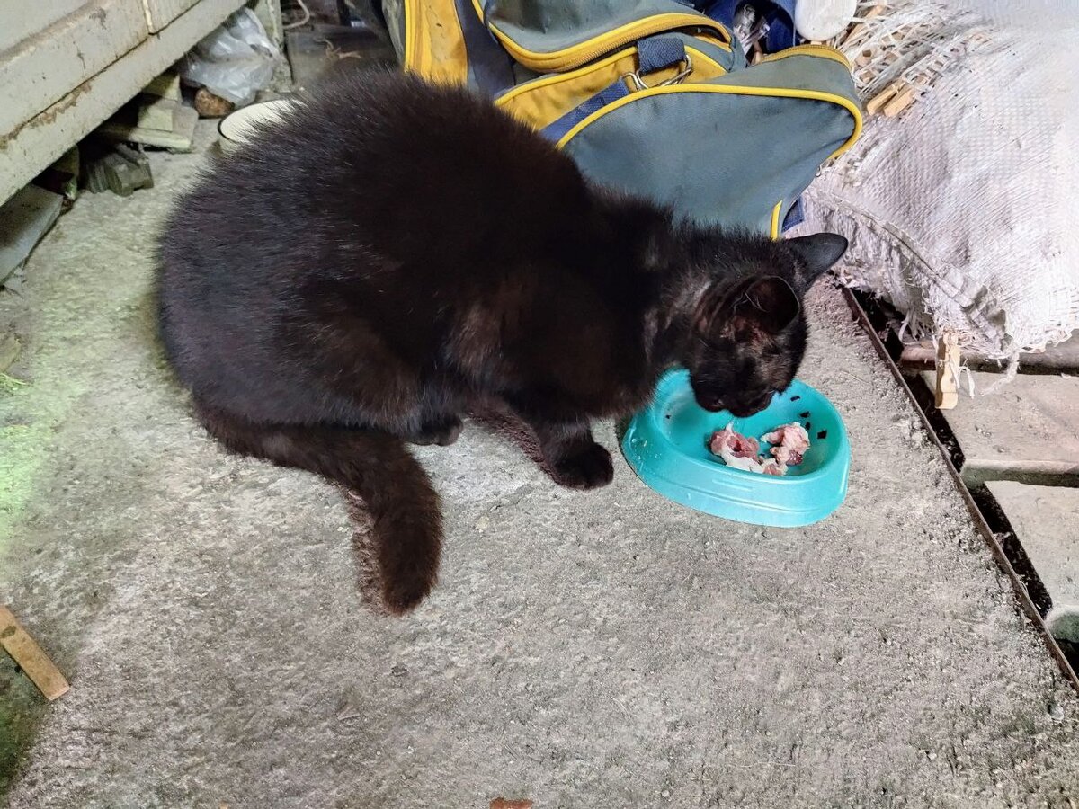 Кошка Листик.