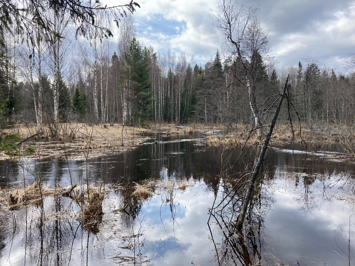 Апрельский лес. Его пейзажи, звуки и ароматы. Фенологический очерк |  Полярная крачка | Дзен