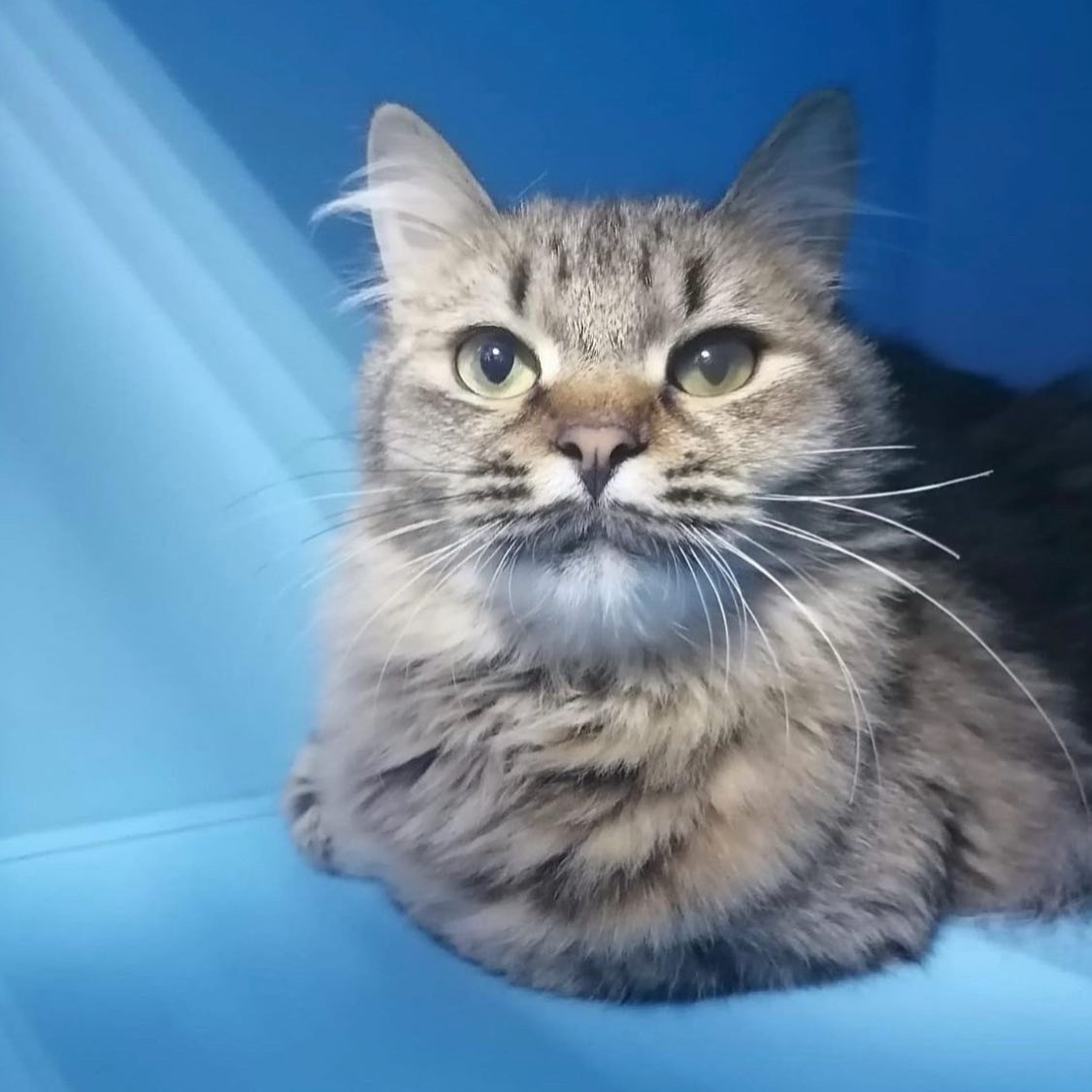 Фото сделано в зооцентре КиС — после стерилизации Стеллу ждала улица