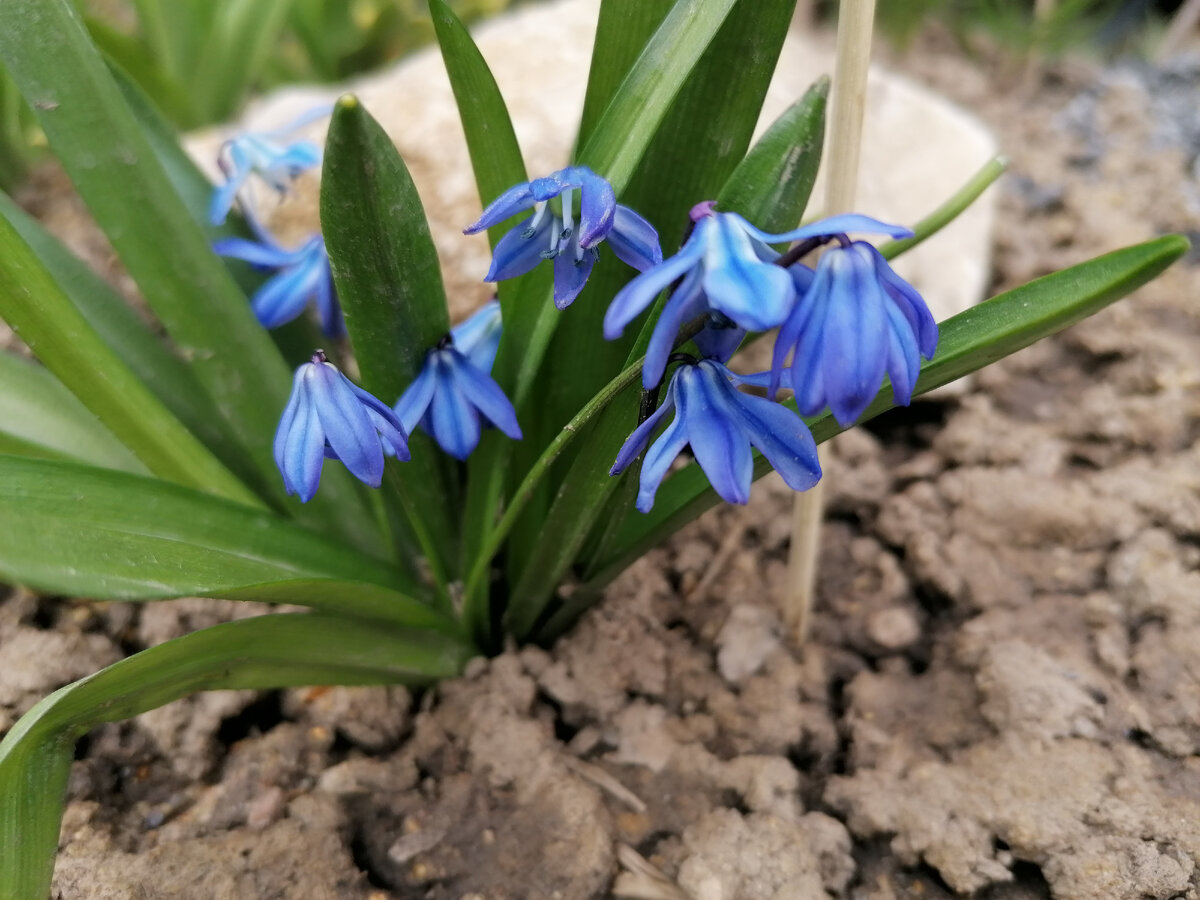 Сциллы (Scílla) или голубые Пролески в нашем саду на даче в апреле 2022. Фото автора. 