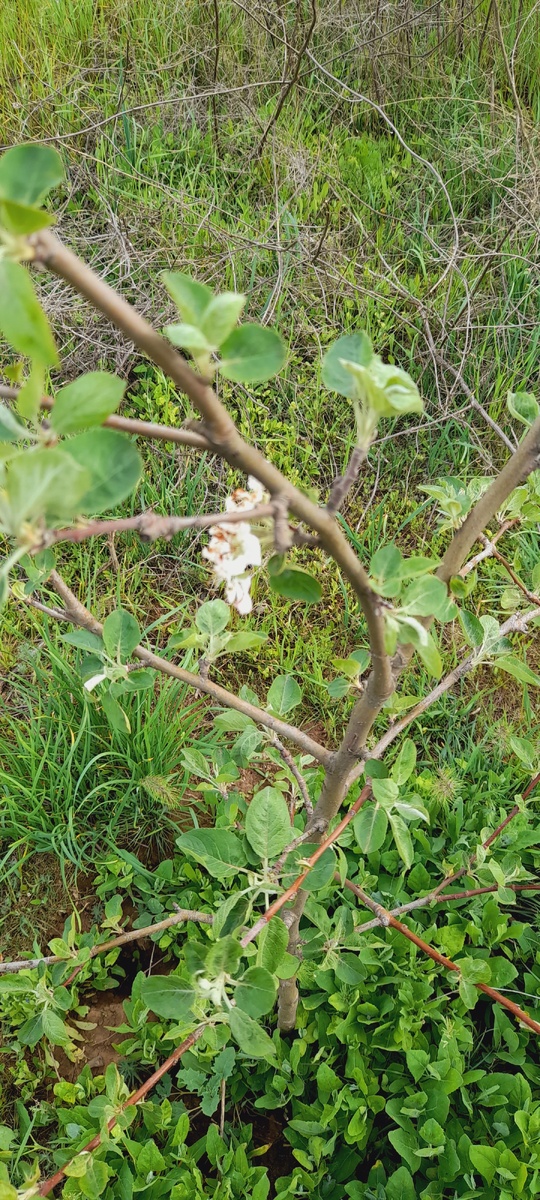 Даже цветет)