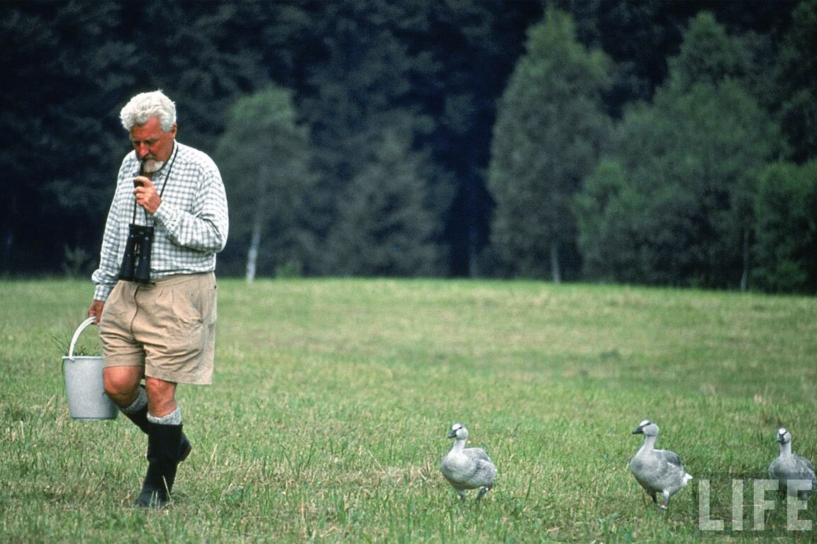 Утята следуют за Конрадом Лоренцом