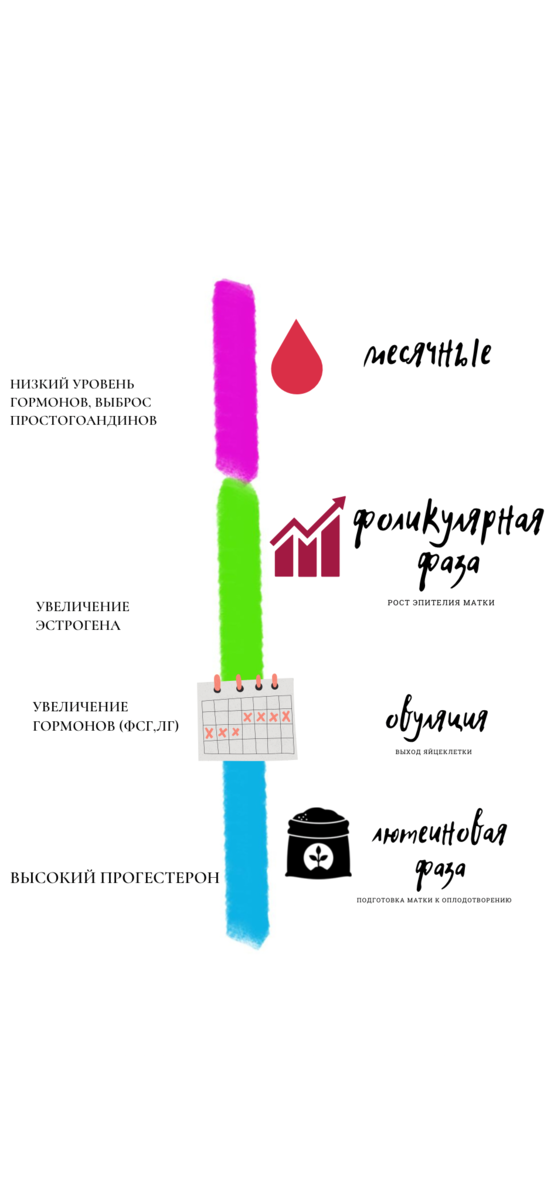 Схема менструального цикла