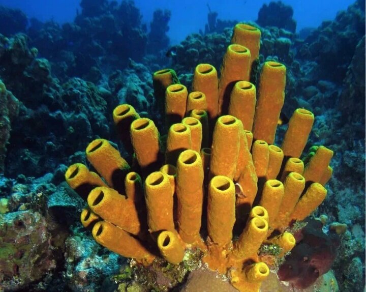 Коралл губка. Губки Porifera Spongia. Трубчатые кораллы. Морские губки кораллы. Коралловый риф губчатые.