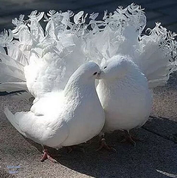 Фото взято из открытых источников интернета.