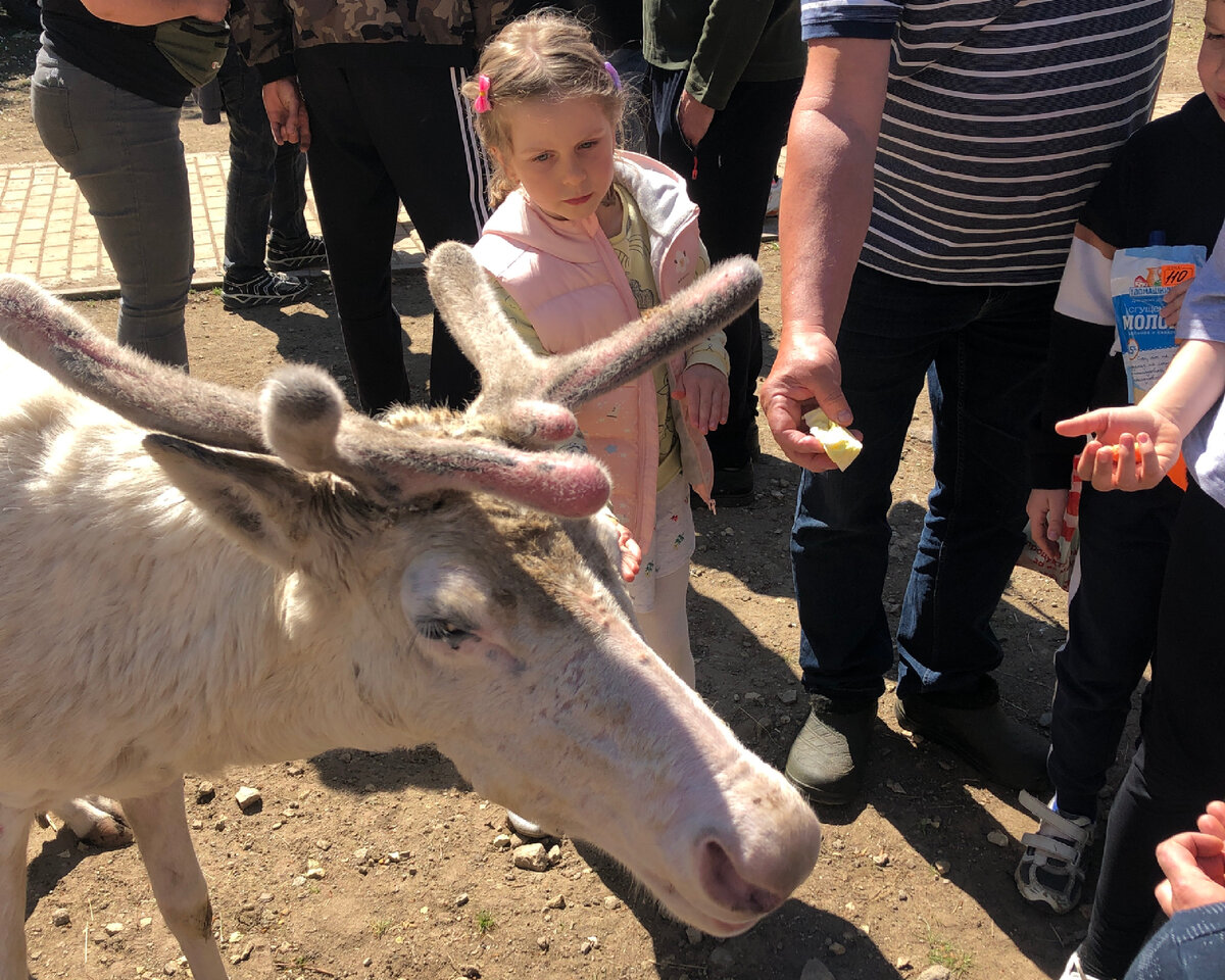 У Северных оленей очень интересные рога😱