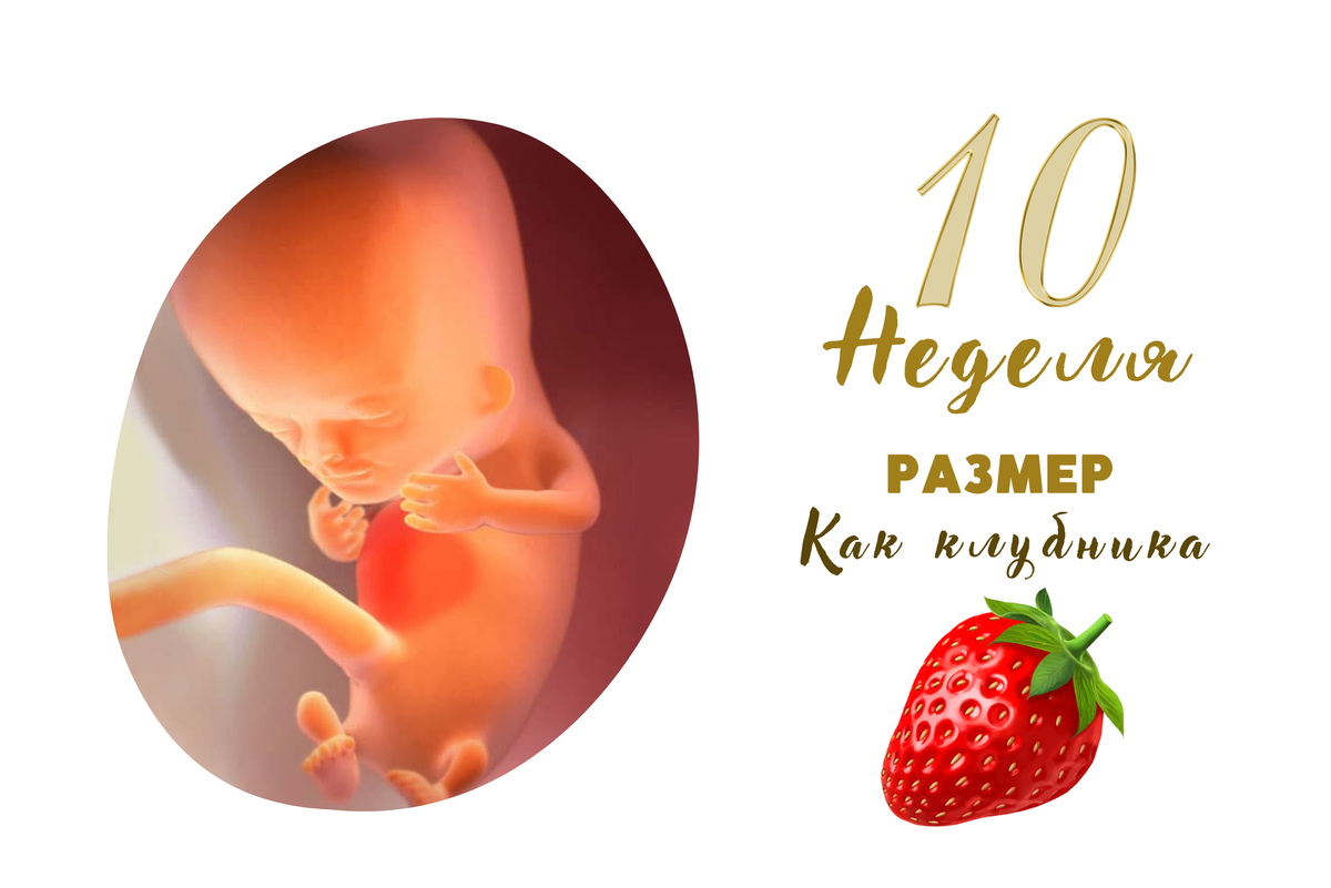 10 неделя беременности: ощущения, признаки, развитие плода