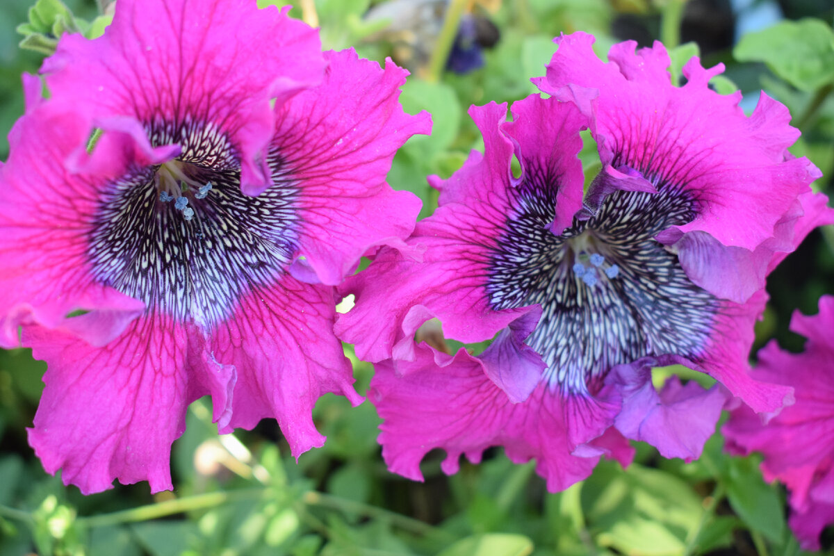 так цветет петуния(фото автора)