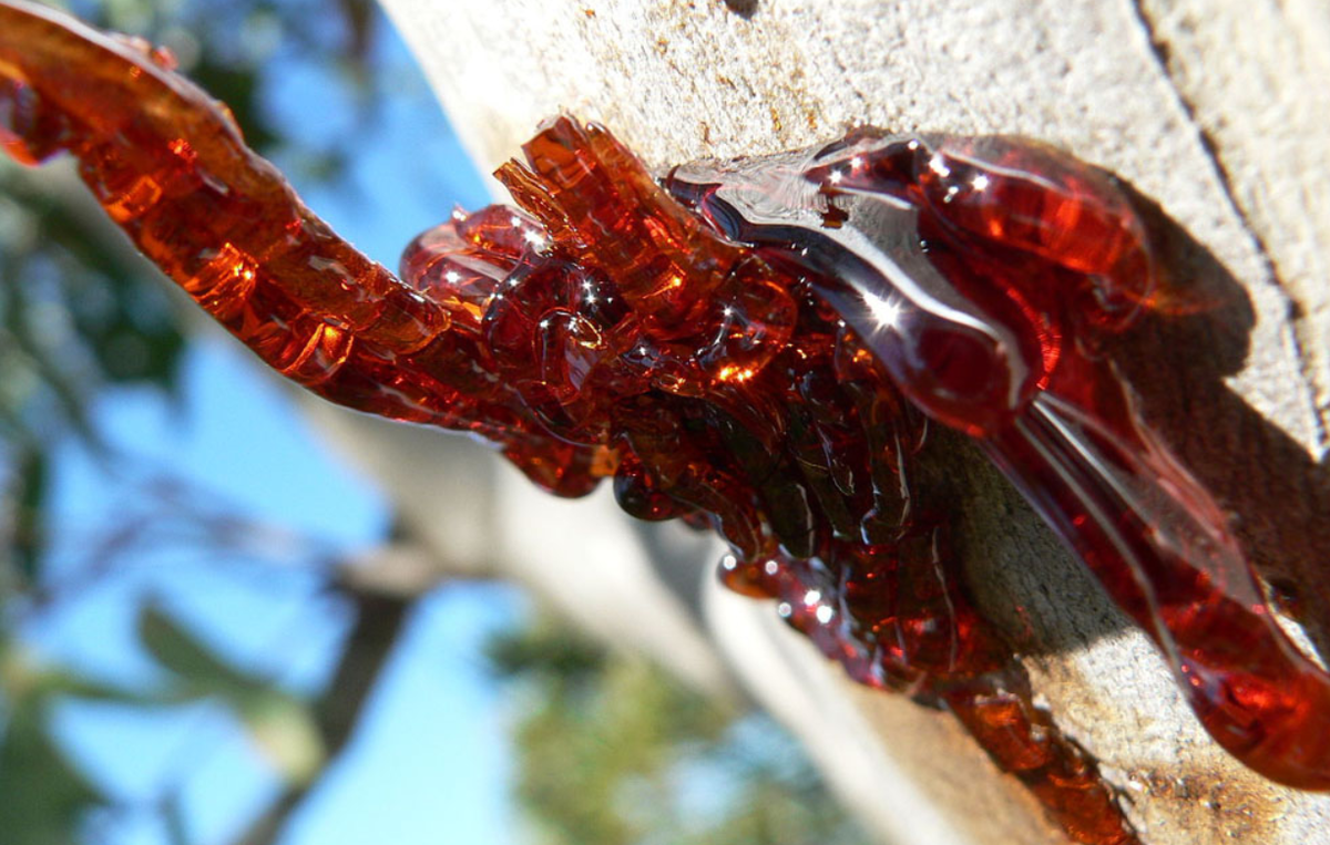 погнутый грушевый кровоточить. погнутый грушевый кровоточить. необычные груши. яблонная медяница. кровь дракона смола дерева.