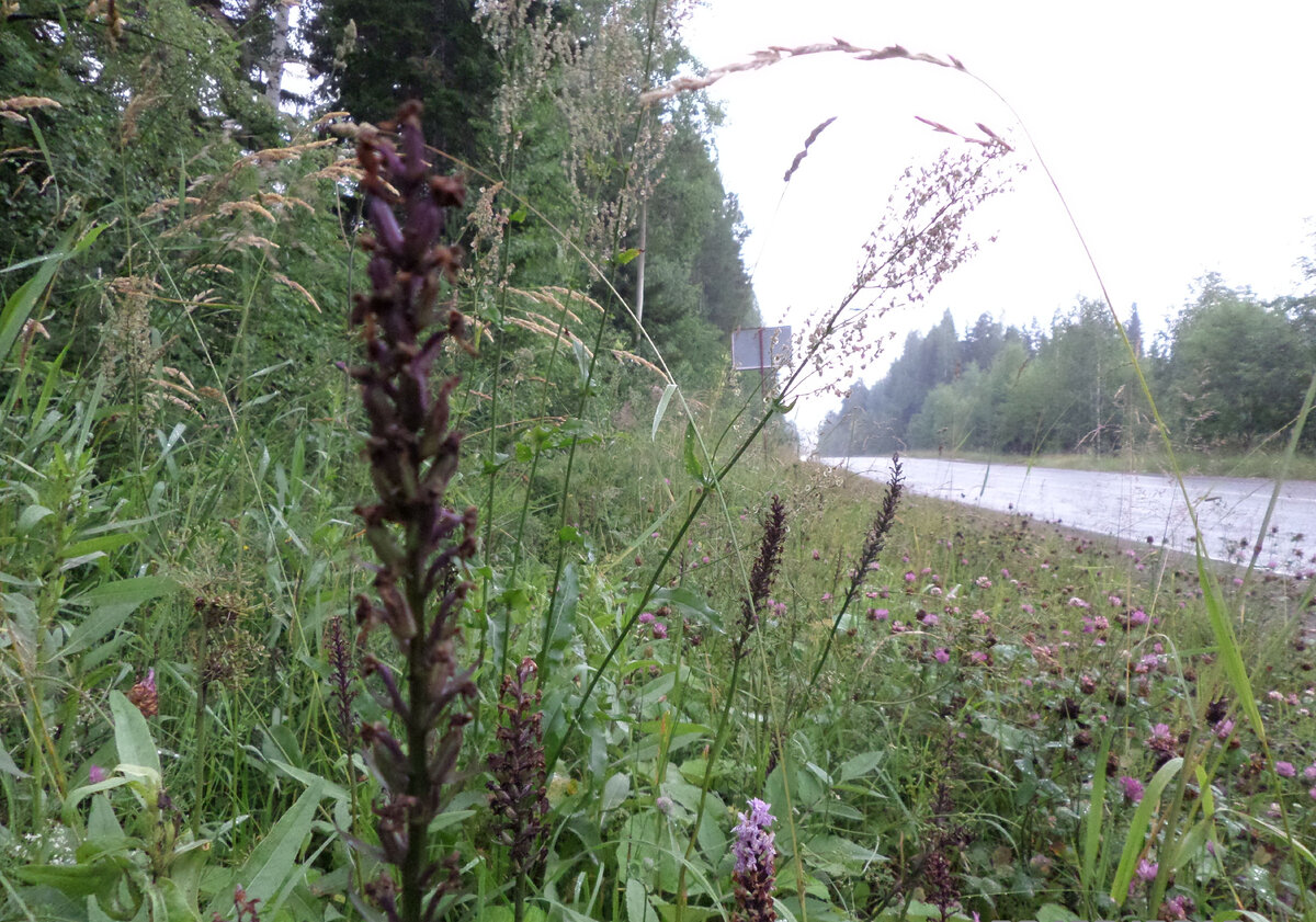 Пальчатокоренник Фукса — Dactylorhiza fuchsii, фото автора