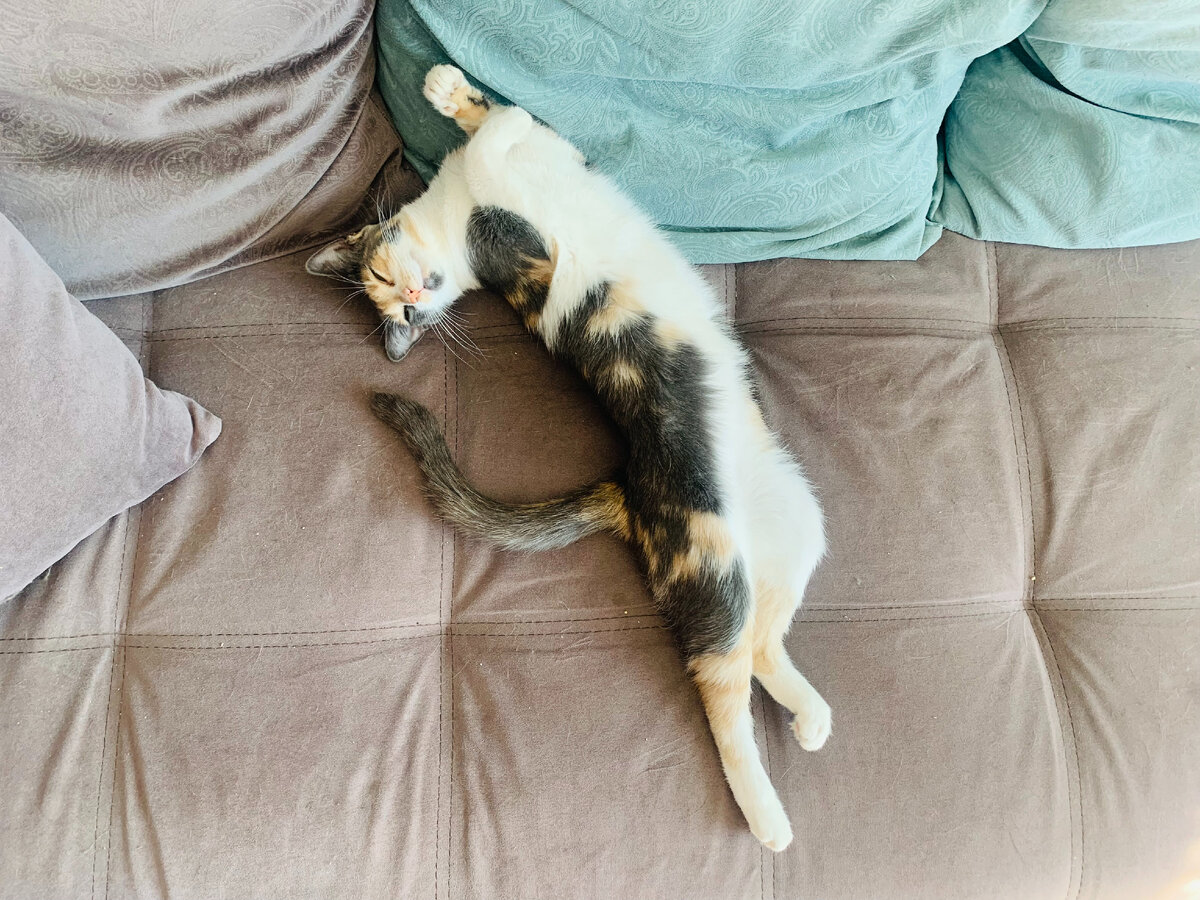 Кошка лежит на диване в причудливой позе