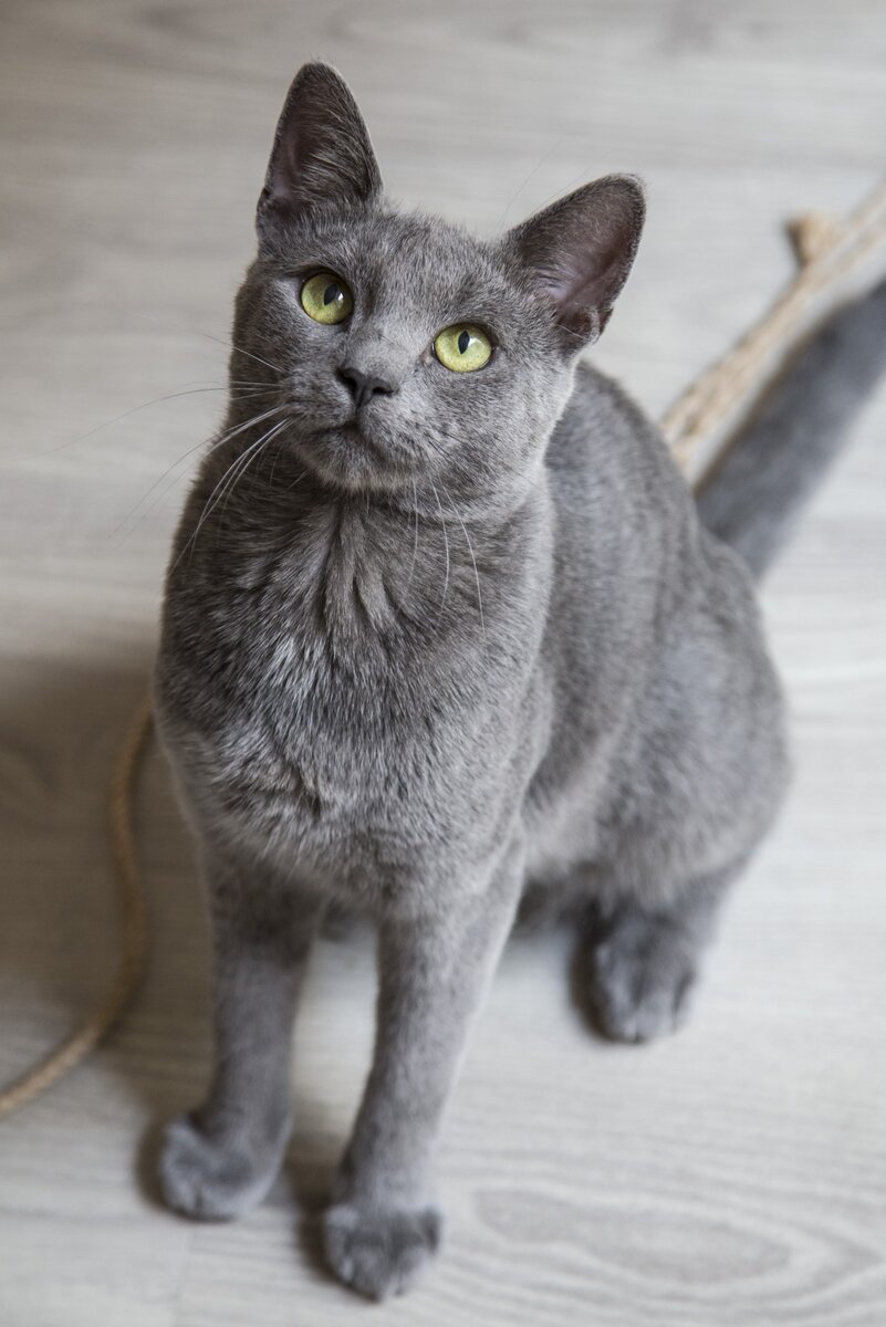 Корат.