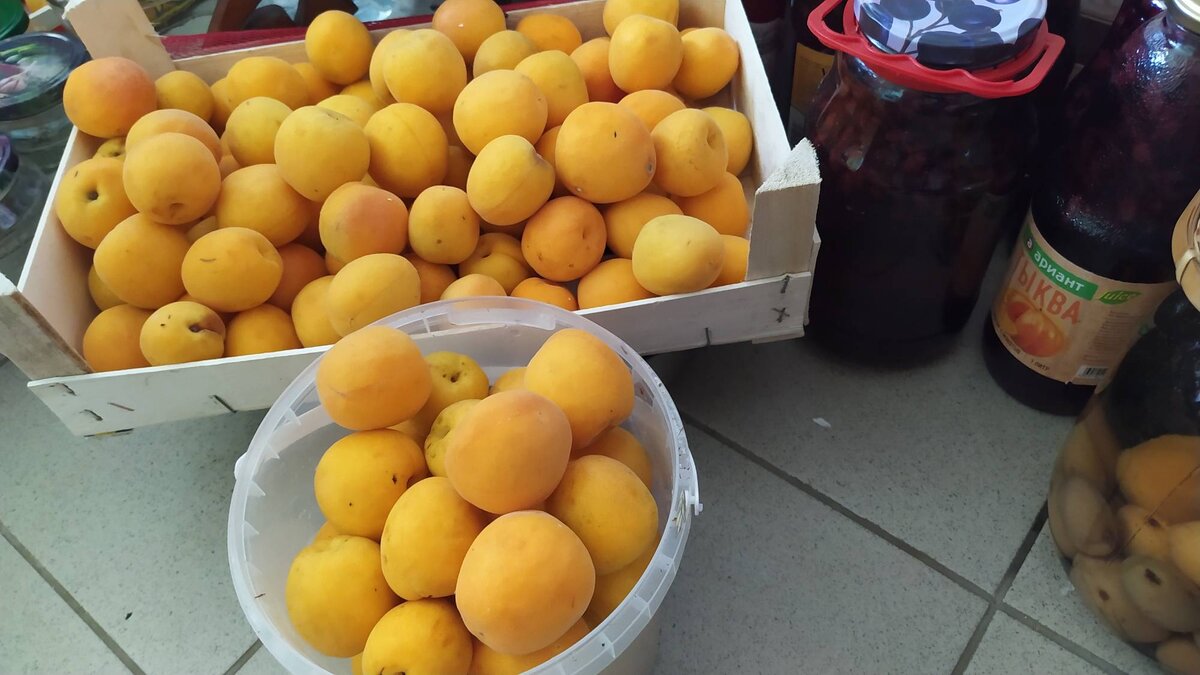 Абрикосы урожая 2022