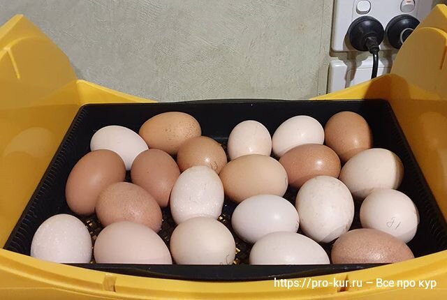 Hub 1007011 яйцо инкубационное. Инкубационное яйцо пересорт. Курица с яйцами. Куплю яйца кур для инкубатора