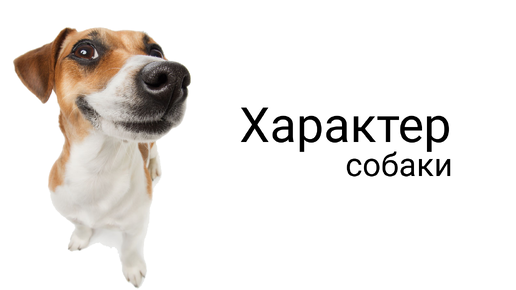 Собака дзен