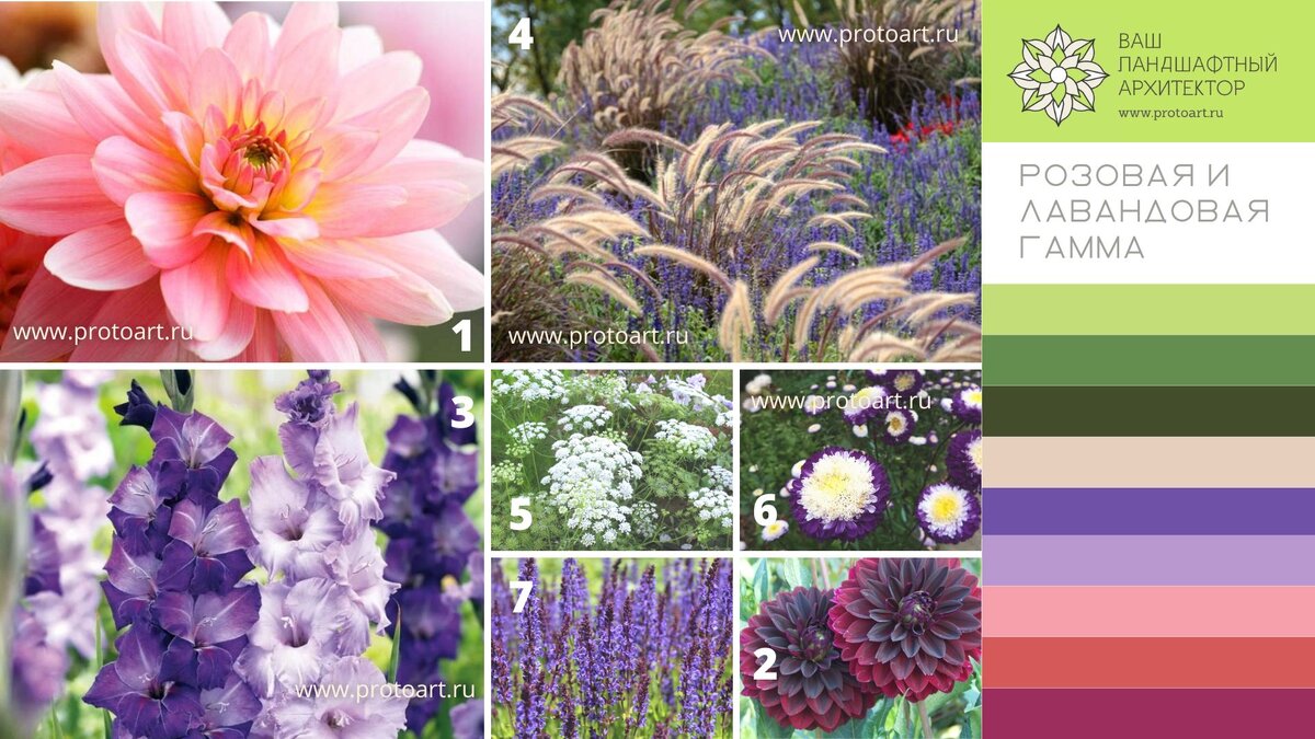 1. Георгины Джерри Хоек.  2. Георгин-кувшинка «Карма Чос»  3. Гладиолусы «Милка» и «Момбаса».  4. Пеннисетум, или перистощетинник 5. А́мми зубна́я, или Висна́га
6. Астра помпонная «Балун» 7. Шалфей дубравный (сальвия) Майнахт