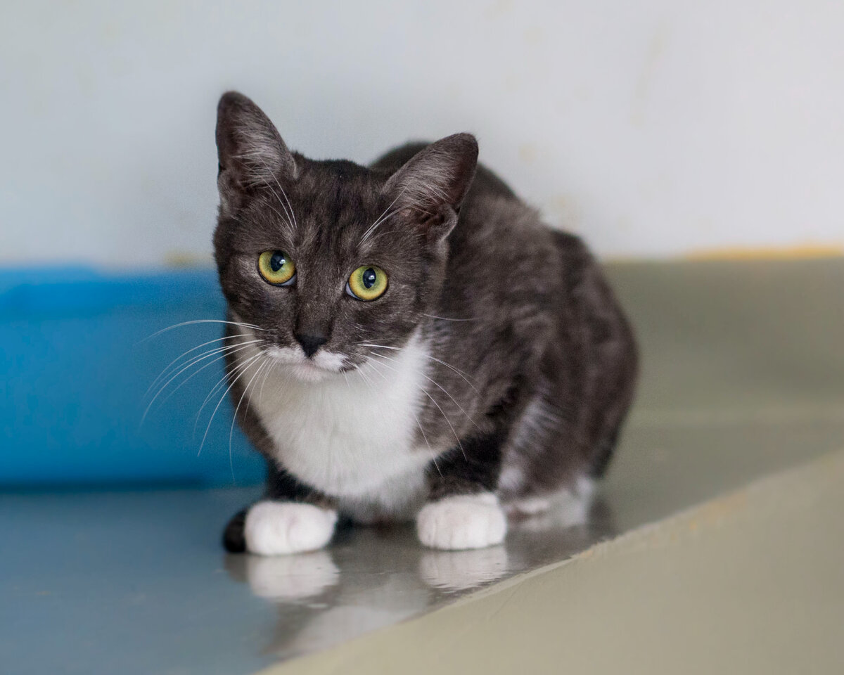 Совсем юная котейка! МурМурке всего 8 месяцев. Воспитана, стерильна