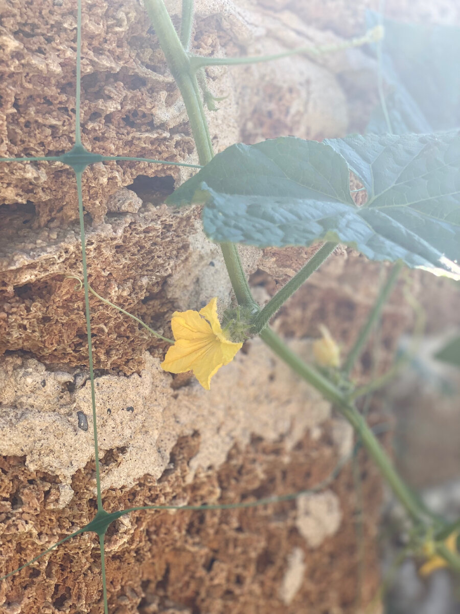 Смотрим, на боковом побеге цветы или на основном?