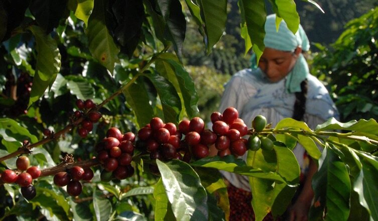 
Несмотря на сложности на протяжении истории индустрии, Мексика входит в число крупнейших производителей кофе. © amecafe.org.mx