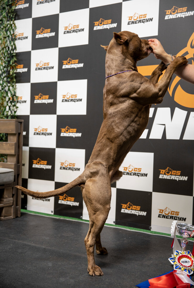 СПОРТЗАЛ ДЛЯ СОБАК DOGSENERGYM