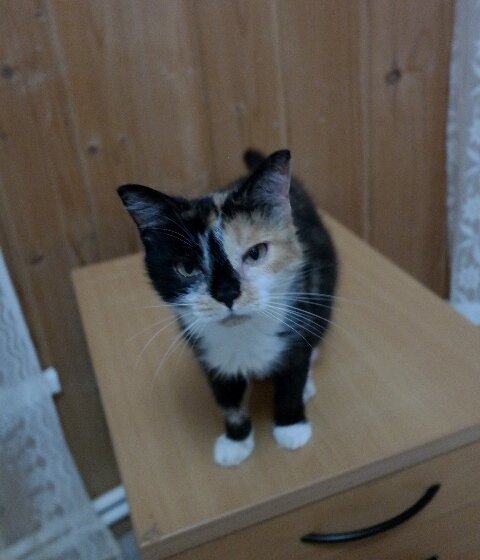 Василиса (Бася). Фото из домашнего архива