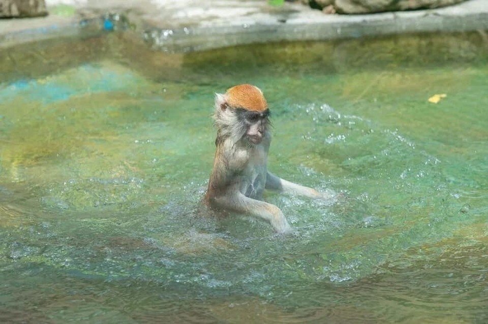     Отправились на экскурсию в зоопарк и узнали, как усатые и хвостатые переносят жару. Фото: предоставлено Ростовским-на-Дону зоопарком