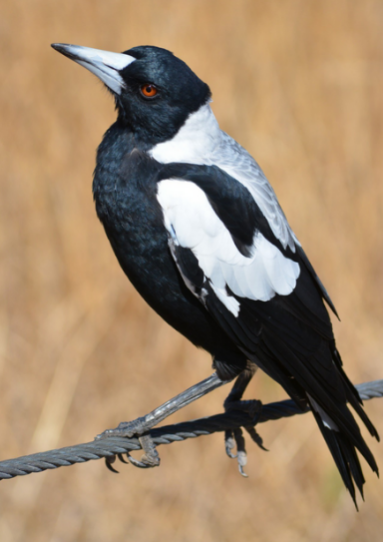 Называется она австралийская сорока Мэгпай.