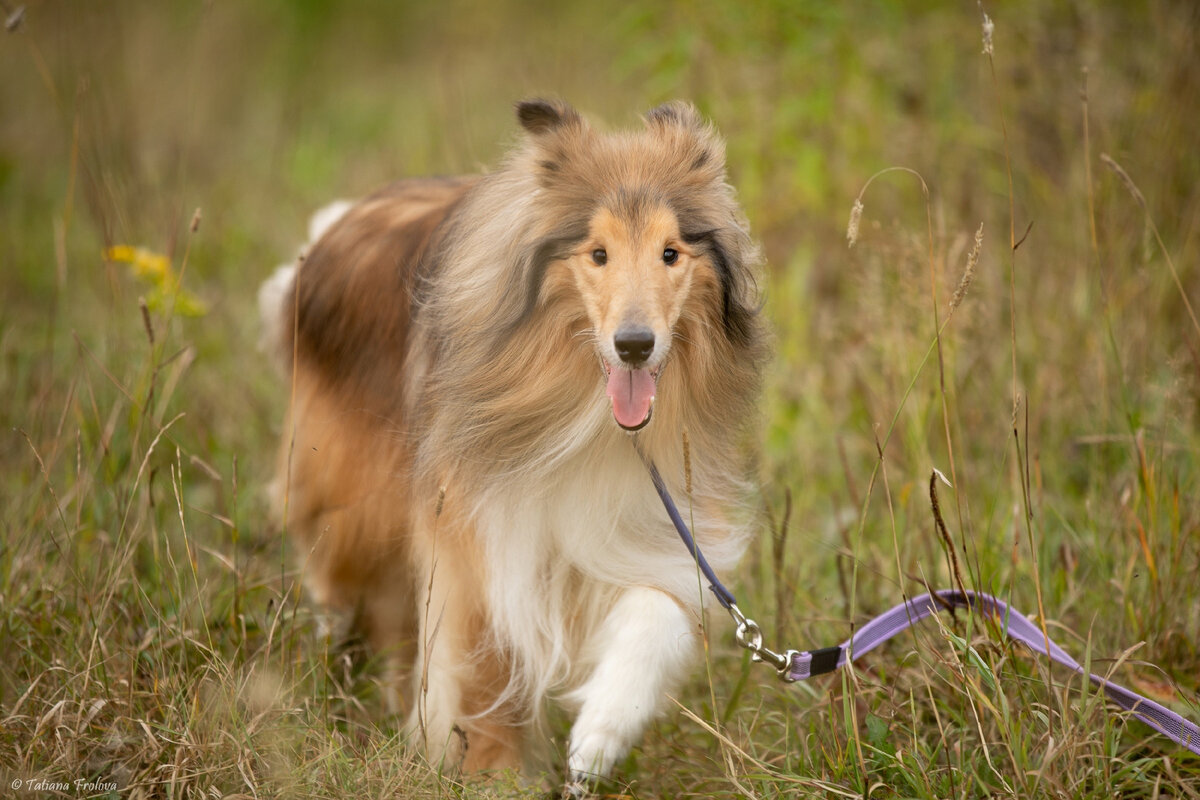 Можно листать