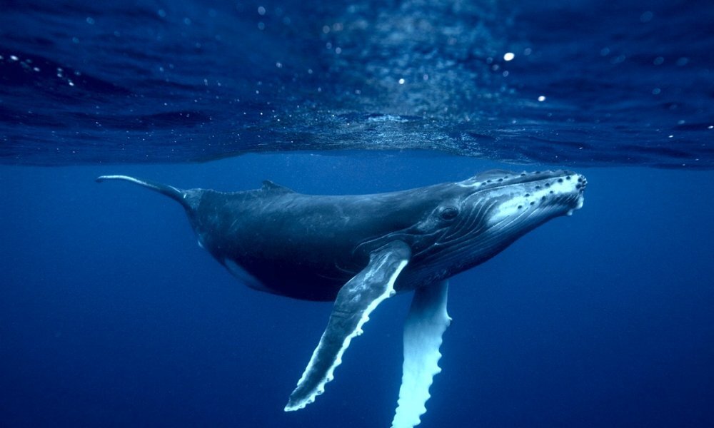 Голубой кит - самое большое животное в истории Земли