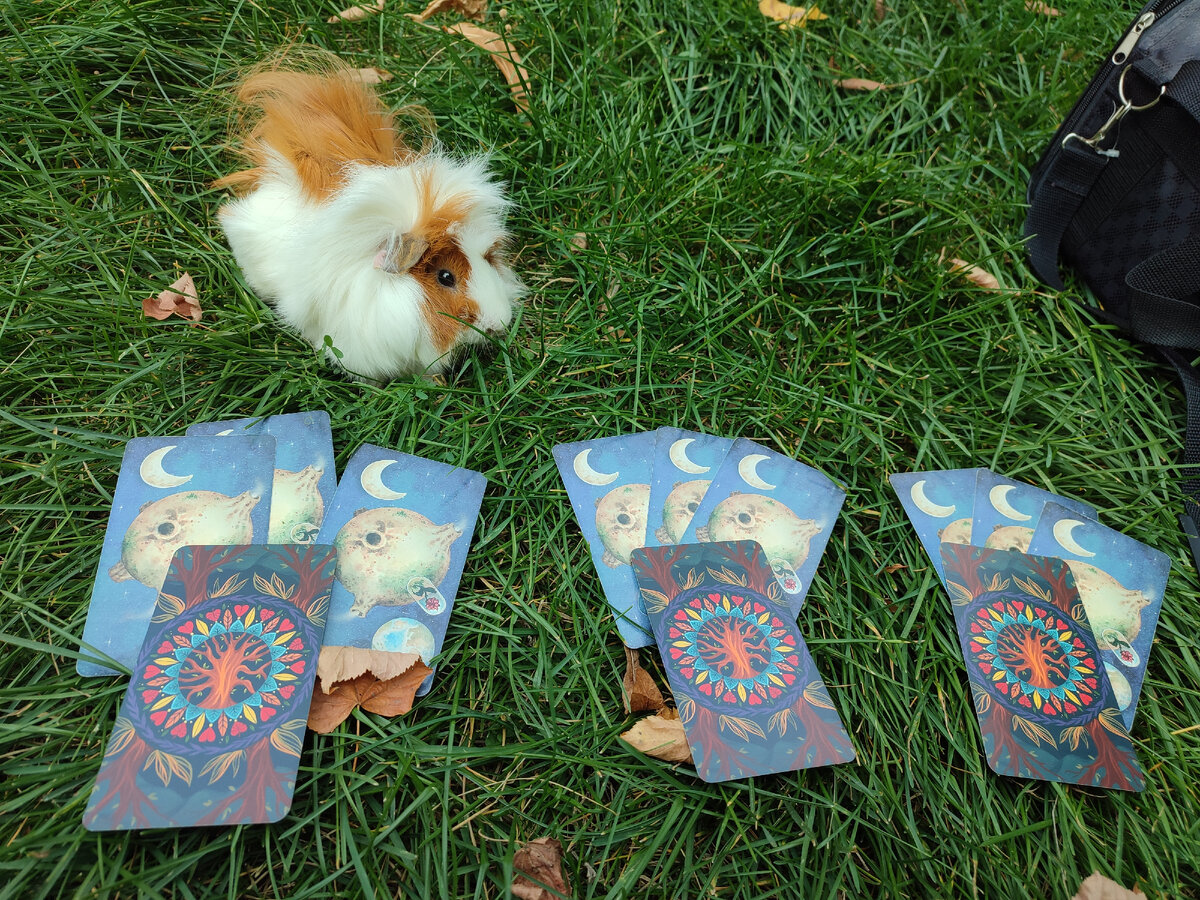 Экспресс расклад на тему. Выйдет ли партнёр на связь в загаданный срок, выбирайте, пожалуйста, свой вариант из предложенных ниже и не забудьте загадать срок😂. Рекомендую загадывать неделю, максимум две, так как энергии могут меняться. А я чуть позже вернусь к вам с ответами.