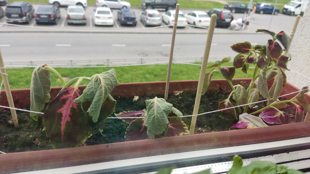 Первый день. Черенки прикопаны в грунт