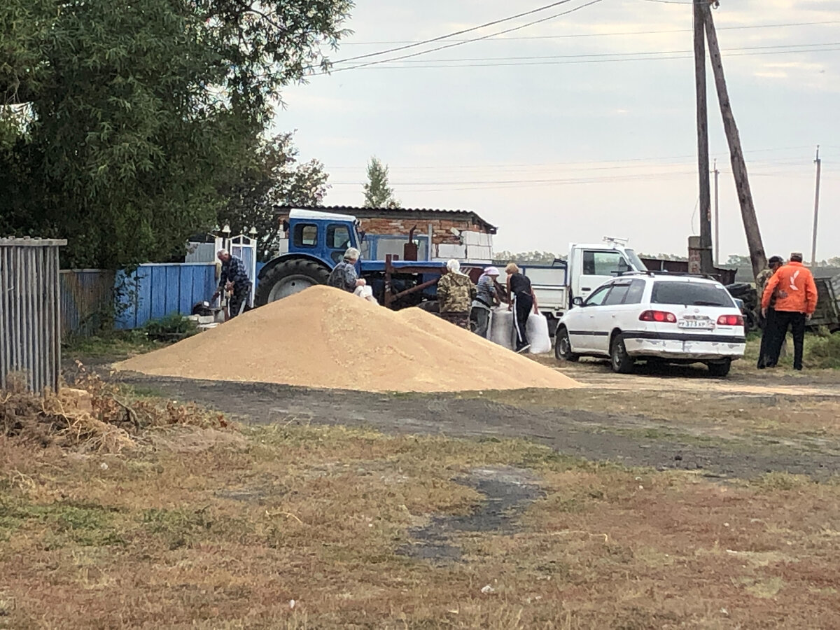 Получают зерно на паи Фото автора