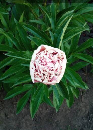 Салмон Этчед?