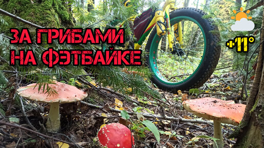 За Грибами на Фэтбайке 🍄 / 17.09.22