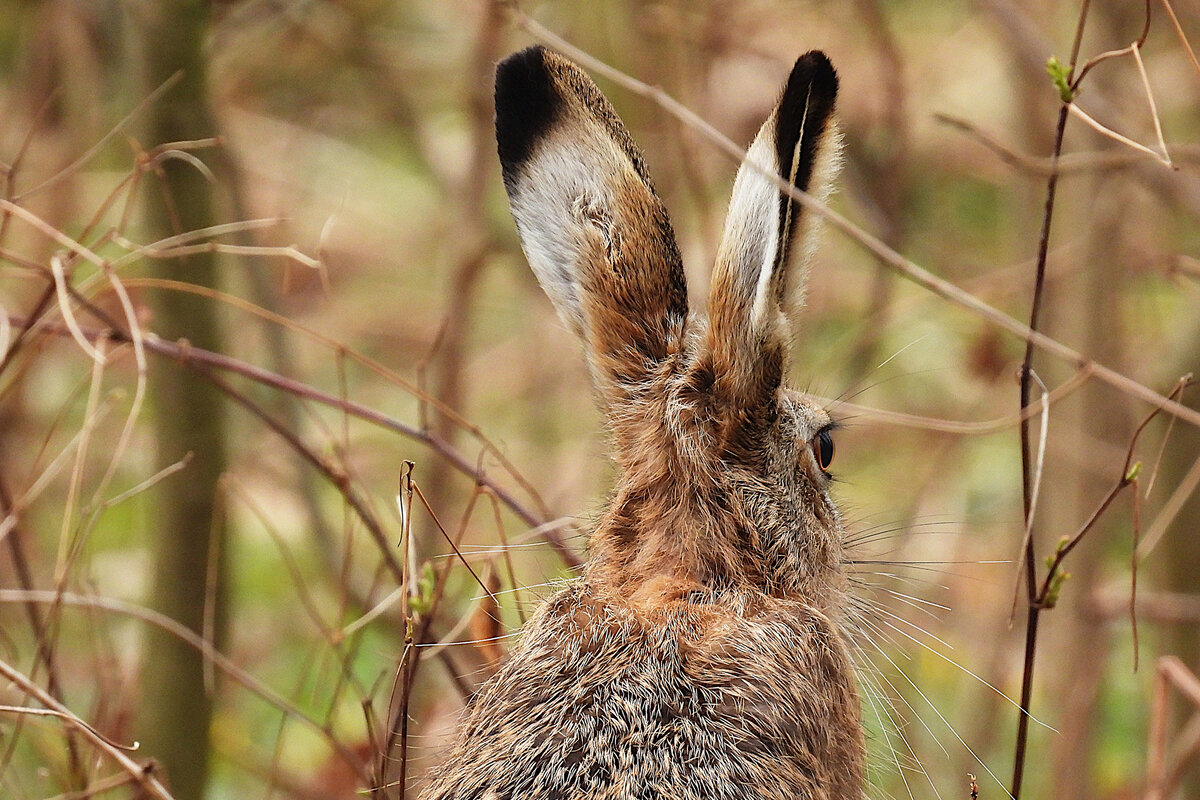 Осенние тяготы русака: 8 хитростей и повадок крупного зайца | Приключения  натуралиста | Дзен