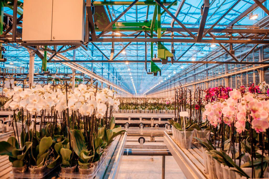 Технологии развиваются в том числе и в сфере тепличного хозяйства.