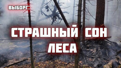 Редкие артефакты в глухом лесу и загадочный пожар на болоте. Раскопки Второй мировой войны