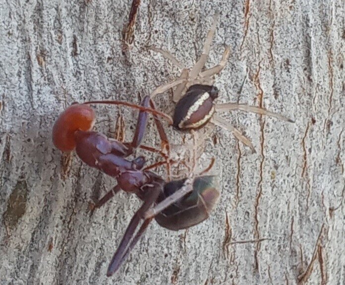 Что, муравей, уже не так смешно шутить про мои размеры?