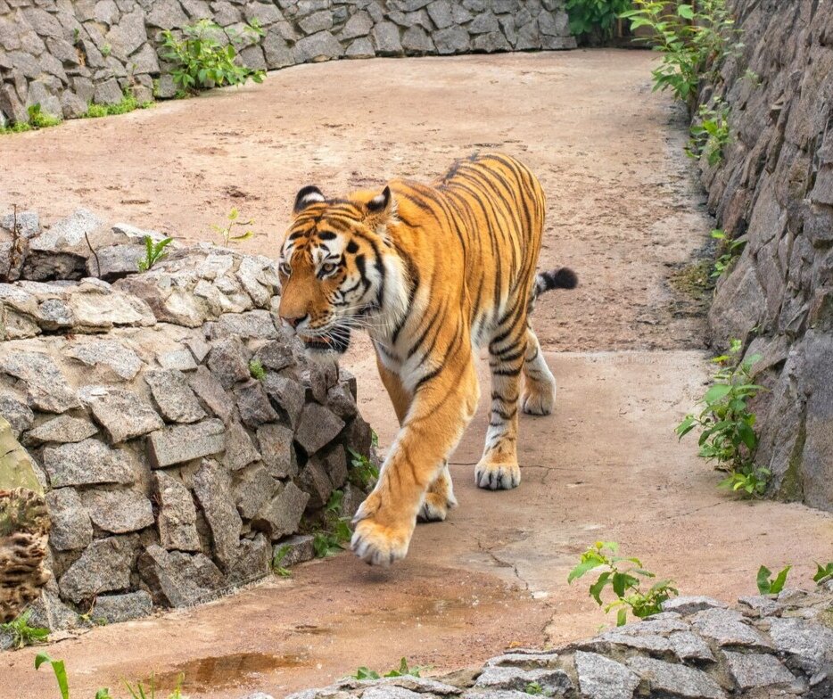 Хищник вызывает восхищение, когда он за прочной решёткой. Фото из свободных источников интернета. 