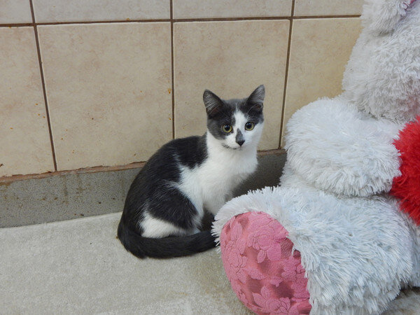 У Доминики забавный серый носик и очень красивые глаза www.vao-priut.info 